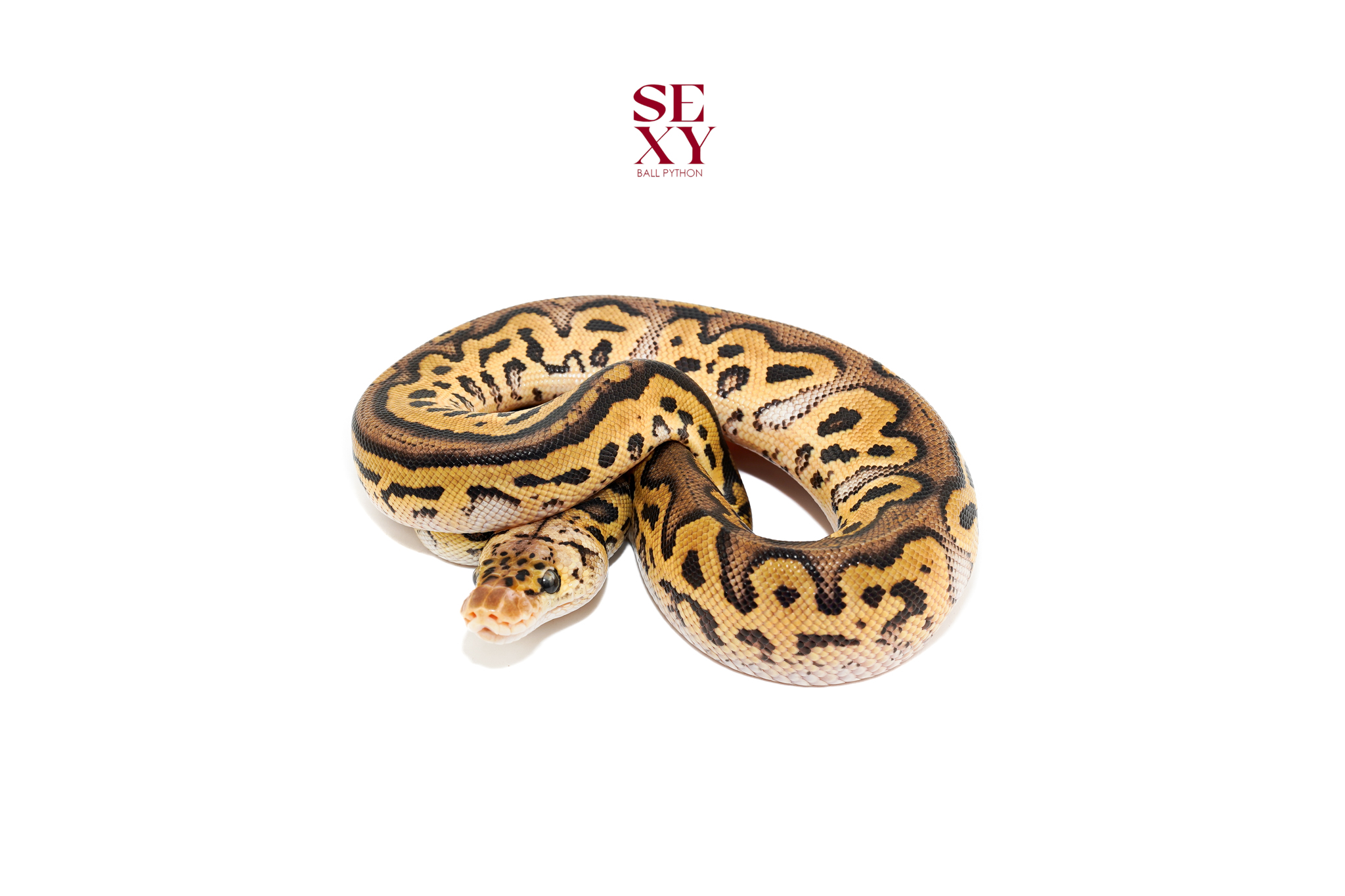 0.1 Hurricane Pas Clown Pos H Pied Hypo 25 16558