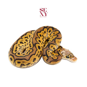 0.1 Hurricane Pas Clown H Pied100% pos H Hypo 25 16560