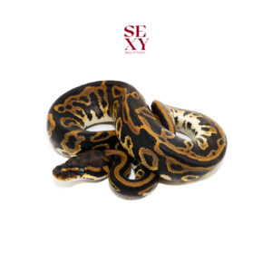 1.0 Hurricane Leo H Clown pos H Pied Hypo 25 16561