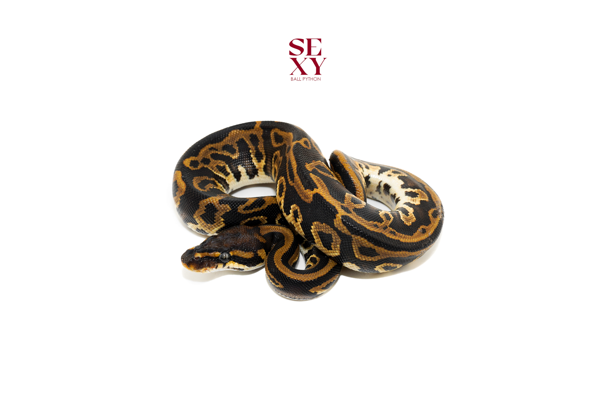 1.0 Hurricane Leo H Clown pos H Pied Hypo 25 16561