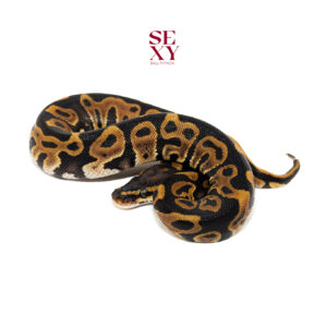 0.1 Chocolate Leopard H Clown 25 16569