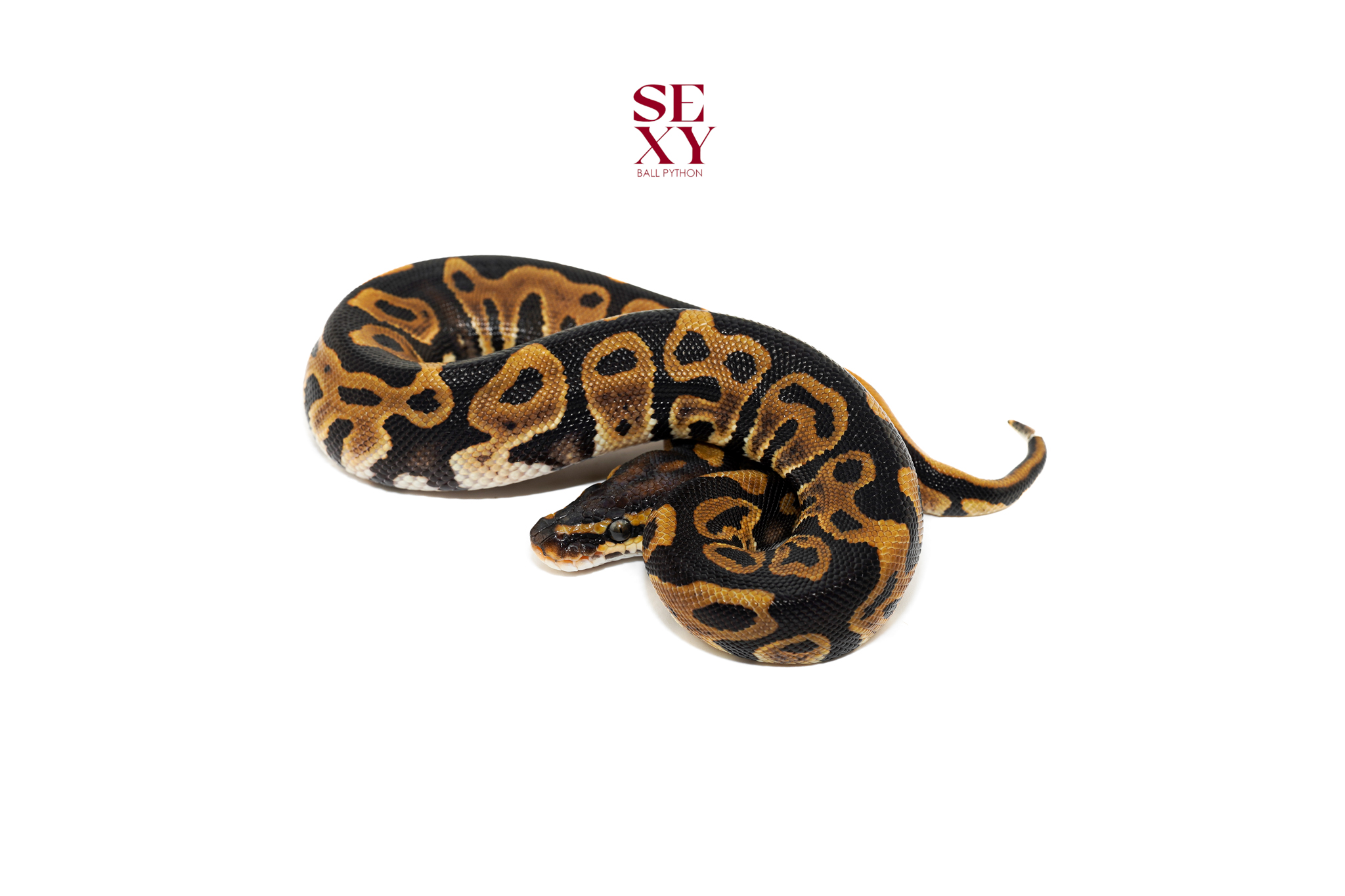 0.1 Chocolate Leopard H Clown 25 16569