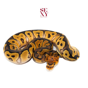 0.1 Lace Clown 25 16584