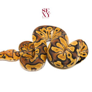 1.0 Hurricane Lace Clown 25 16582