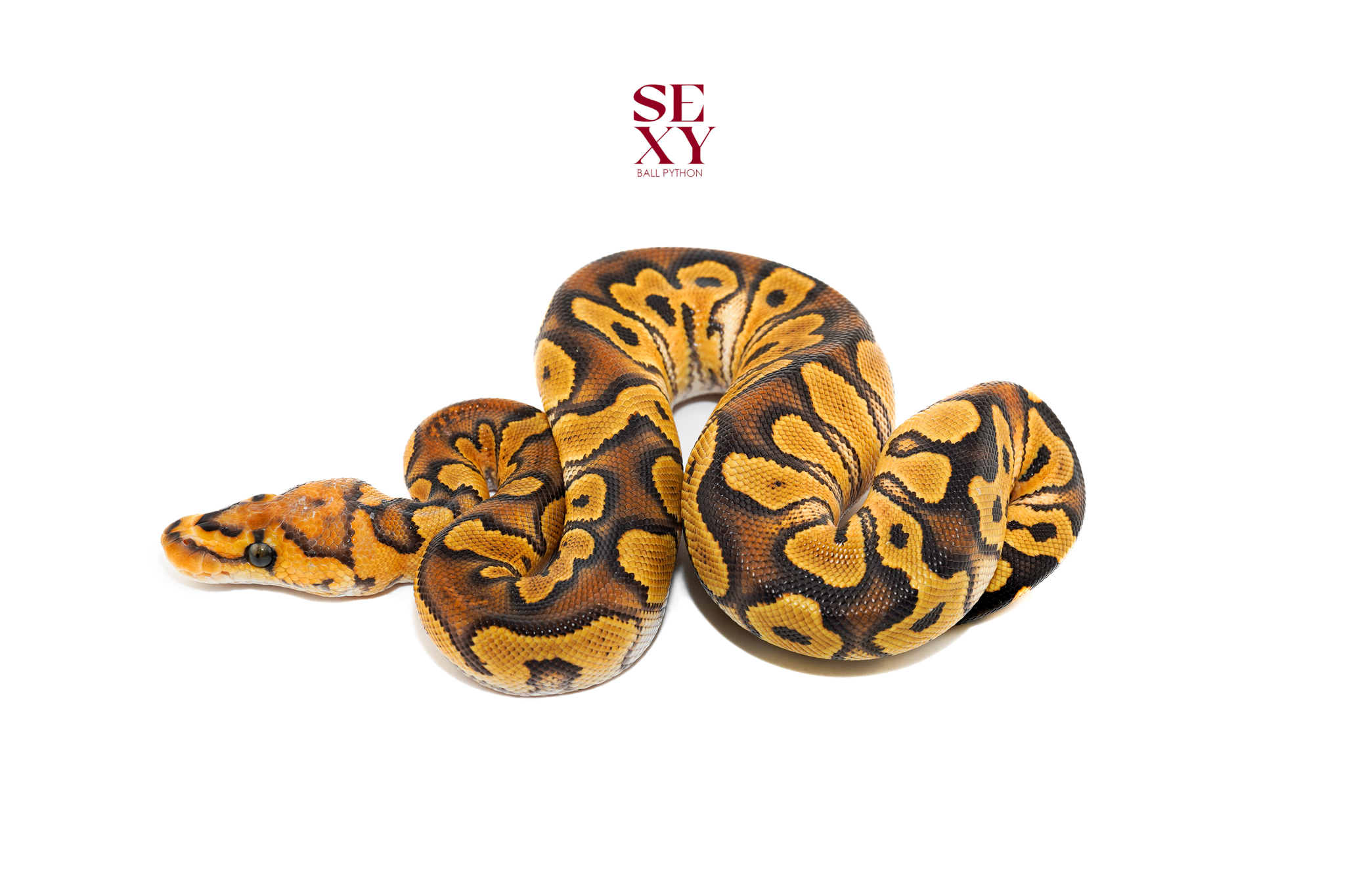 1.0 Hurricane Lace Clown 25 16582