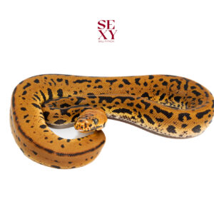 0.1 Confusion Batman YB 25 16590