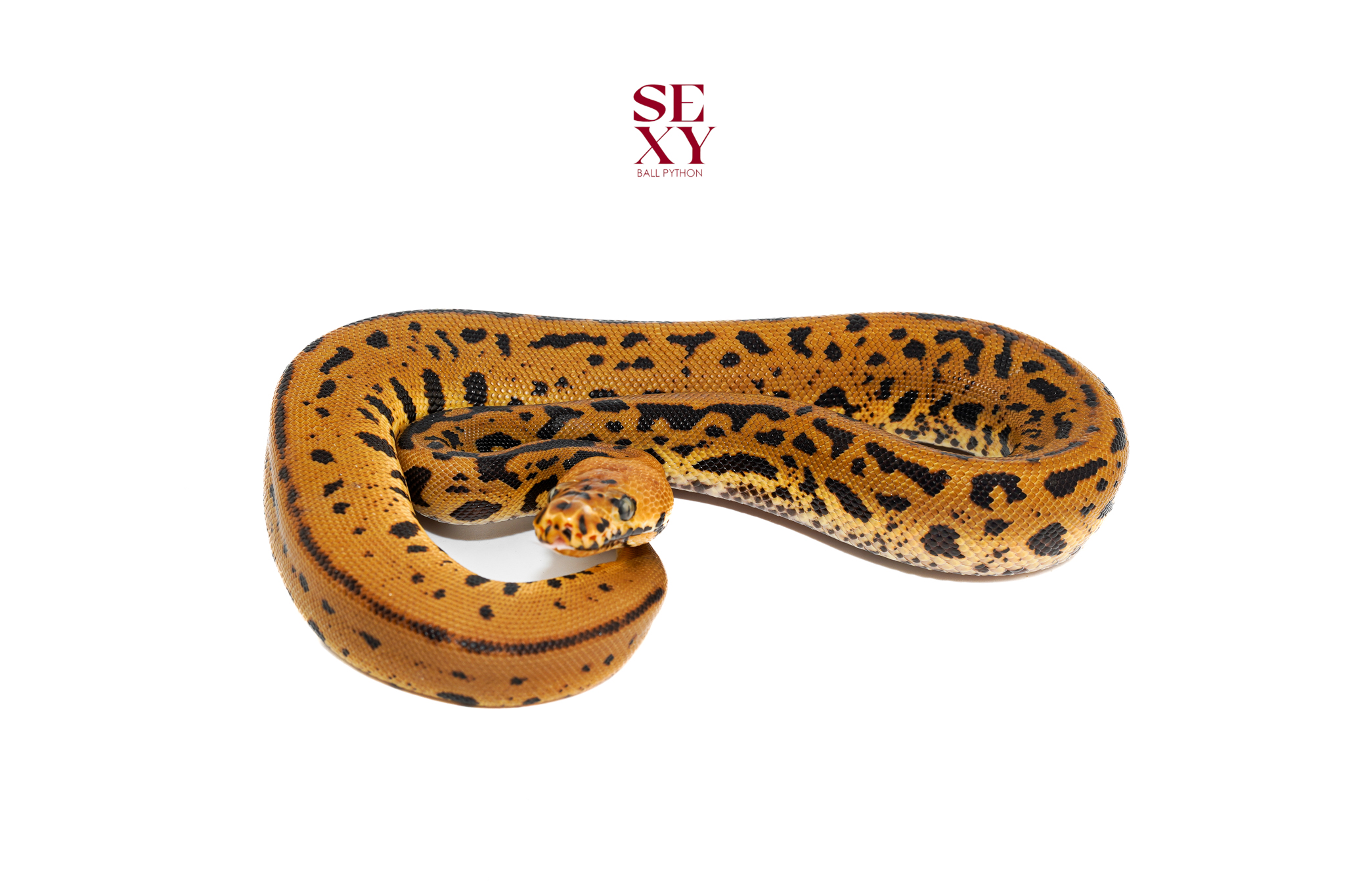 0.1 Confusion Batman YB 25 16590