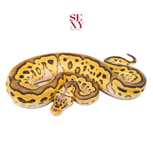 1.0 Hurricane Pastel Clown Pos Yb H Pied Hypo 25 16588