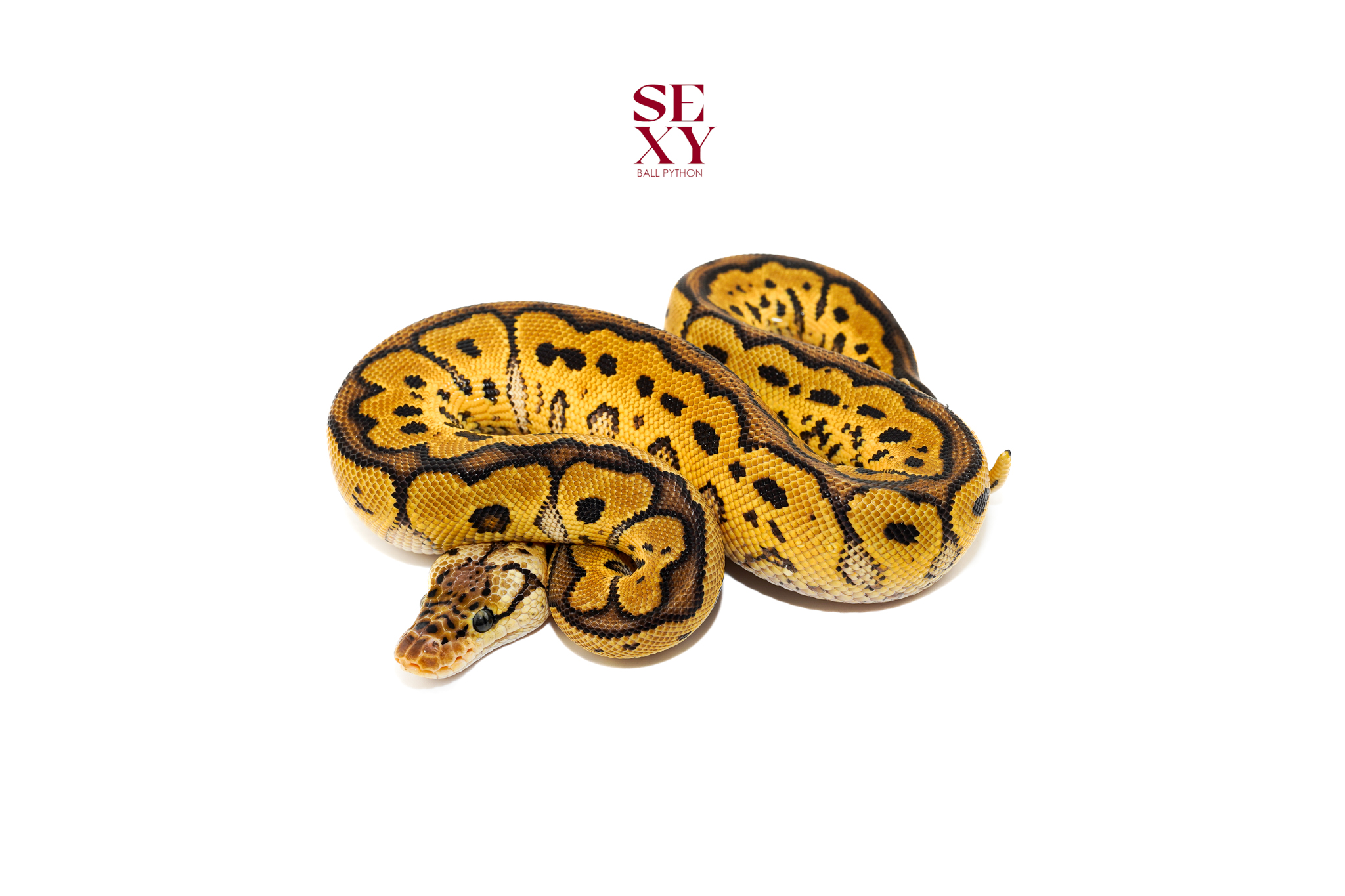 1.0 Hurricane Pastel Clown Pos H Pied Hypo 25 16587