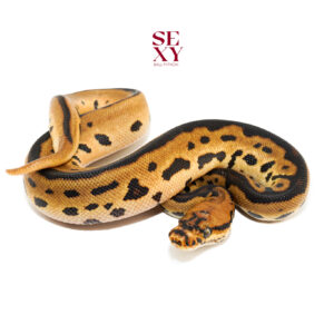 1.0 Batman YB 25 16592