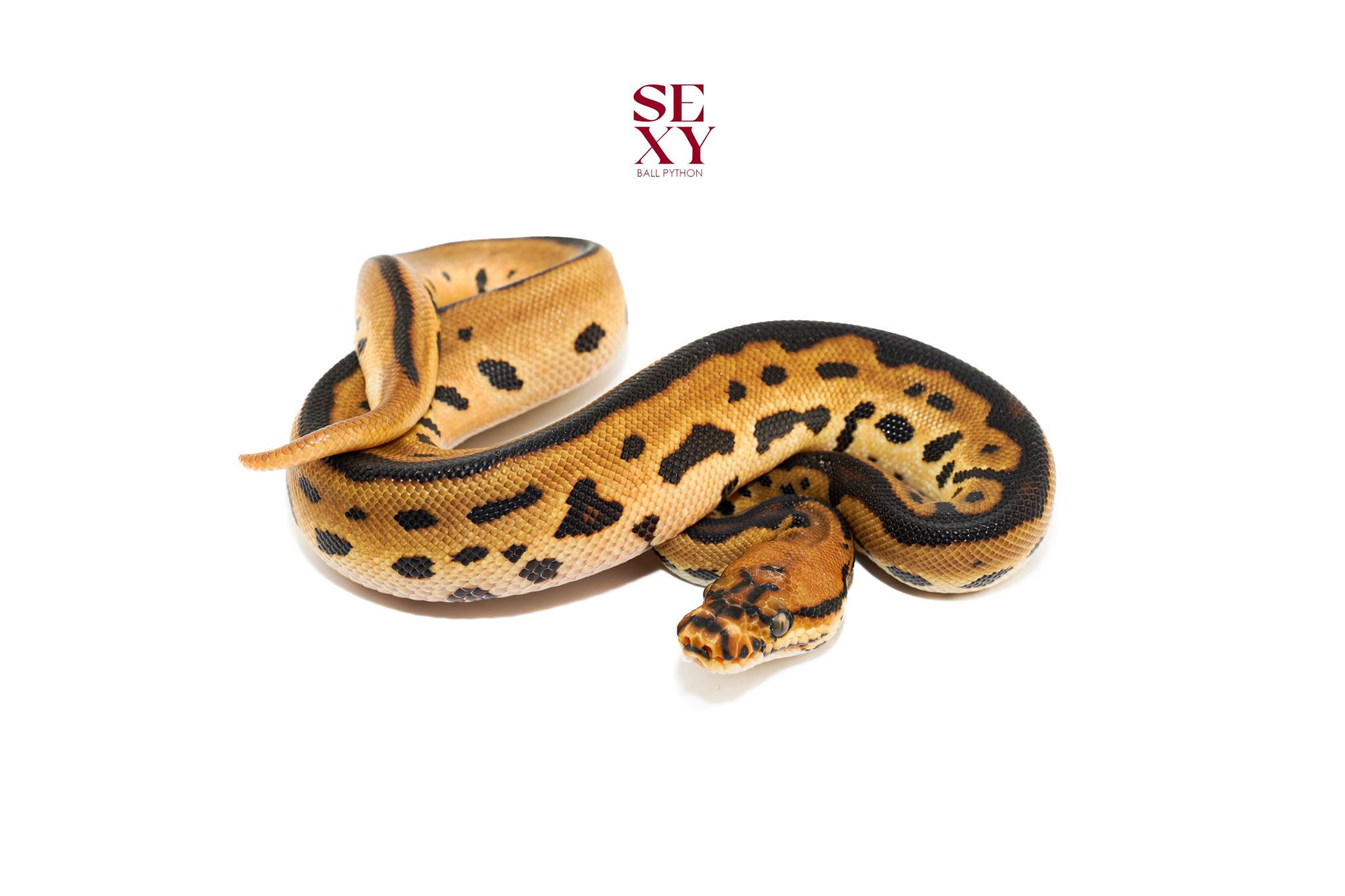 1.0 Batman YB 25 16592