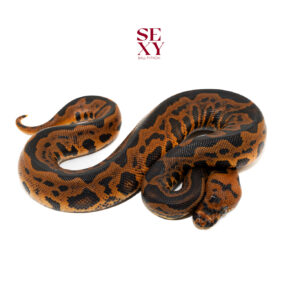 1.0 Mandarin Confusion Leopard Clown pos H Hypo 25 16593