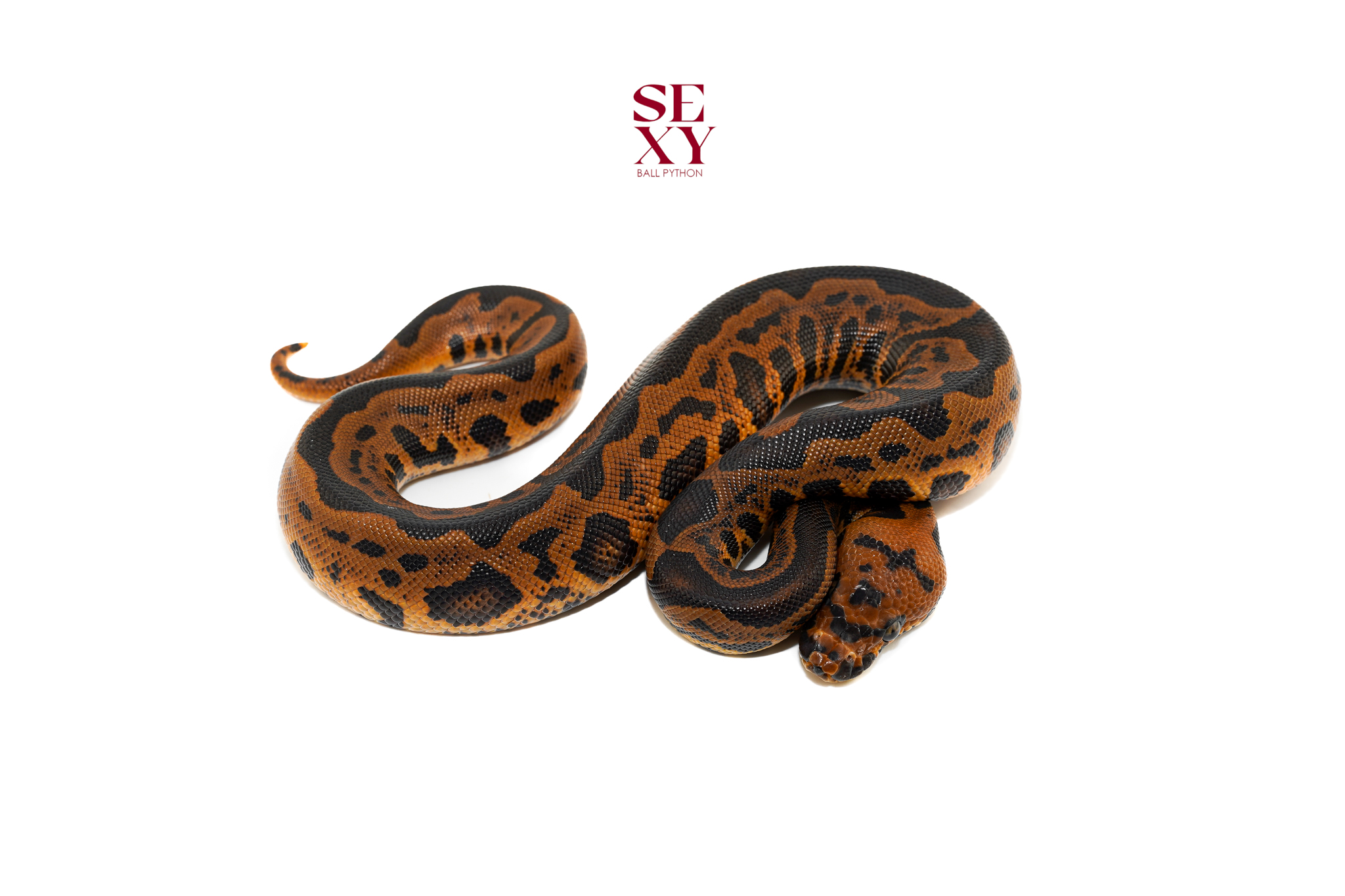 1.0 Mandarin Confusion Leopard Clown pos H Hypo 25 16593