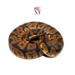 1.0 Mandarin Confusion Clown pos H Hypo 25 16594