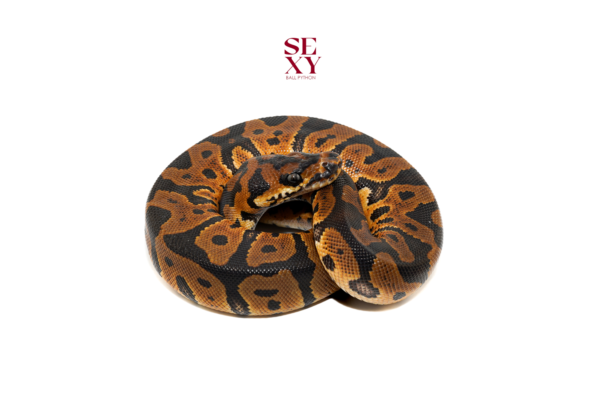 1.0 Mandarin Confusion Clown pos H Hypo 25 16594