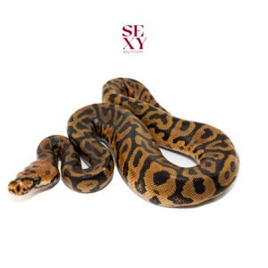 0.1 Confusion Hurricane Spotnose Clown pos H Hypo 25 16595