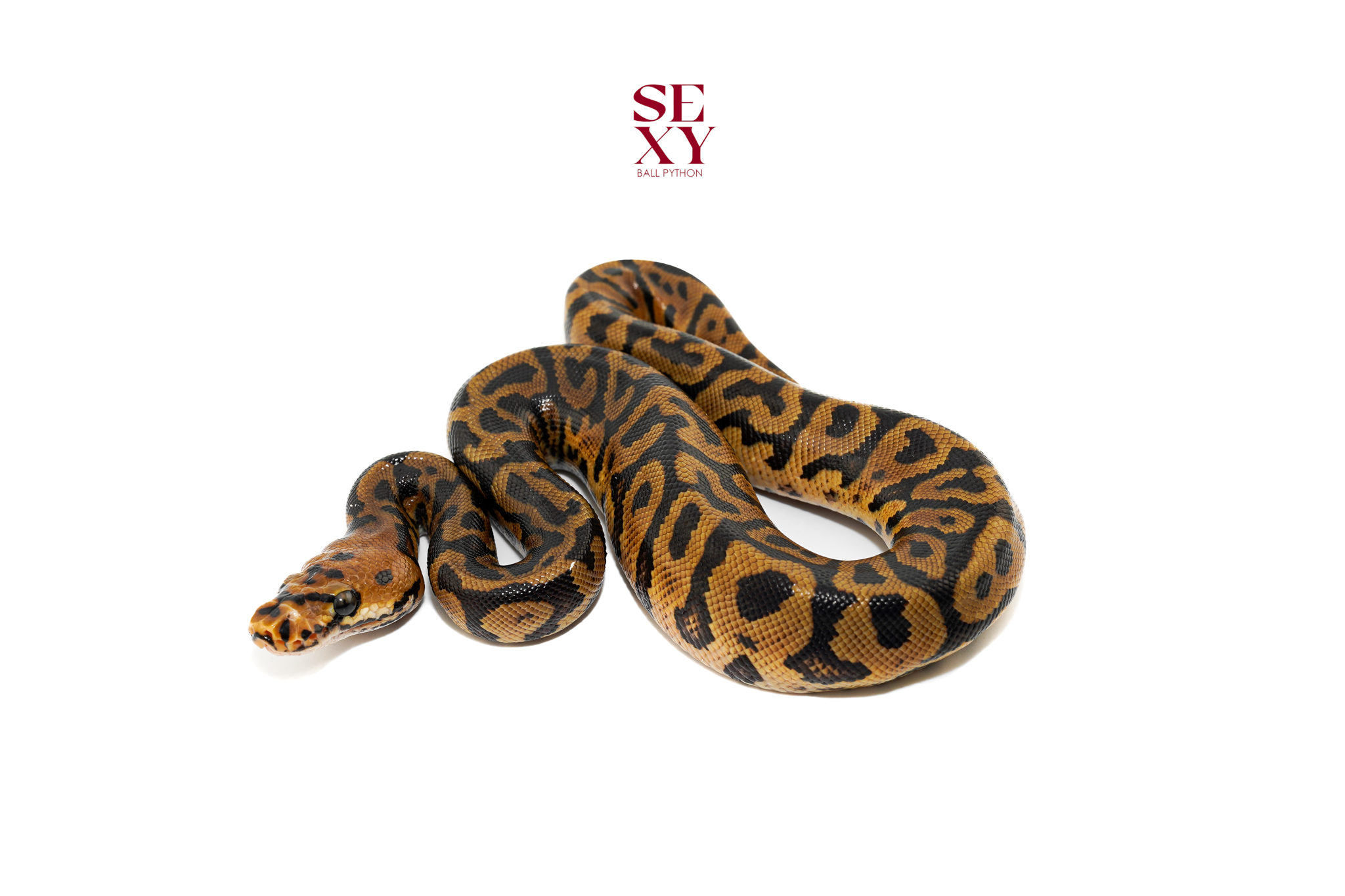 0.1 Confusion Hurricane Spotnose Clown pos H Hypo 25 16595