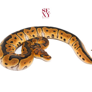 0.1 Mandarin Clown pos H Hypo 25 16596