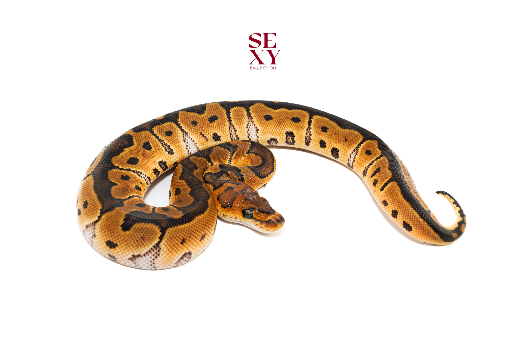 0.1 Mandarin Clown pos H Hypo 25 16596