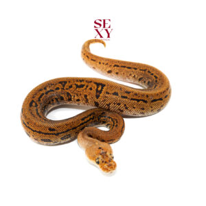 0.1 RH Stranger Batman pos Dinker 25 16599