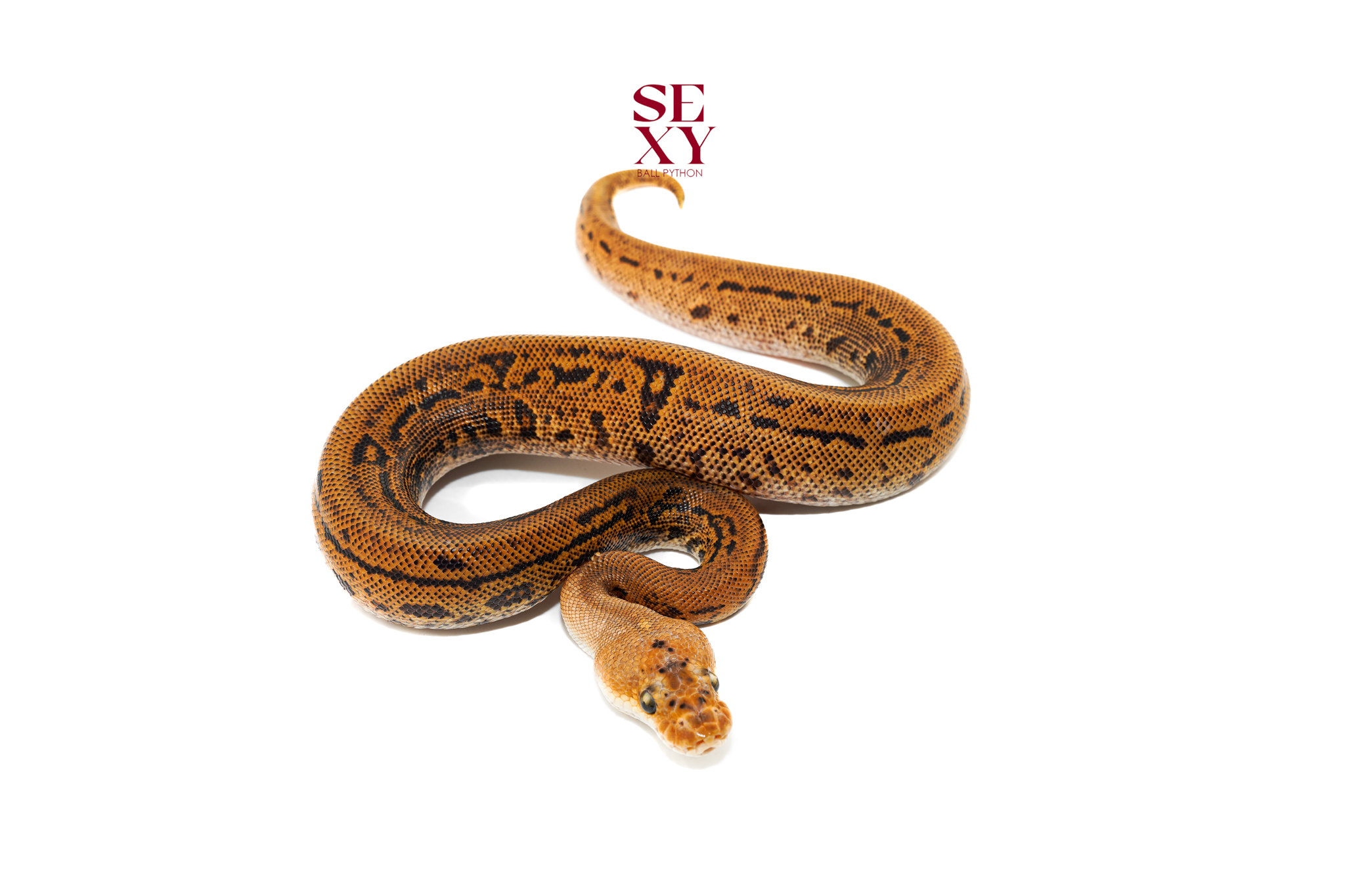 0.1 RH Stranger Batman pos Dinker 25 16599