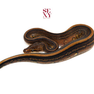 1.0 RH Stranger RS Leo YB H Clown 25 16600