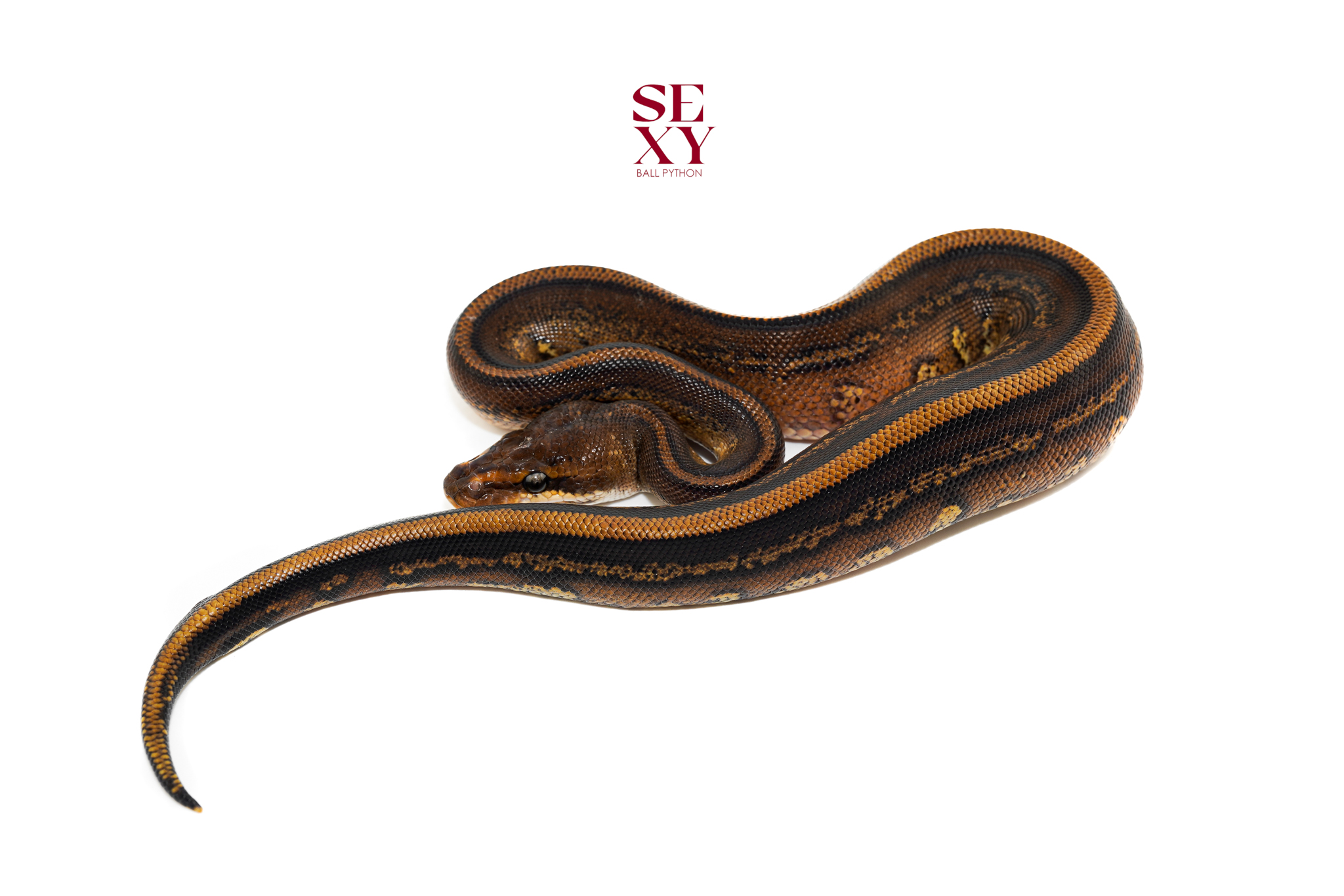 1.0 RH Stranger RS Leo YB H Clown 25 16600