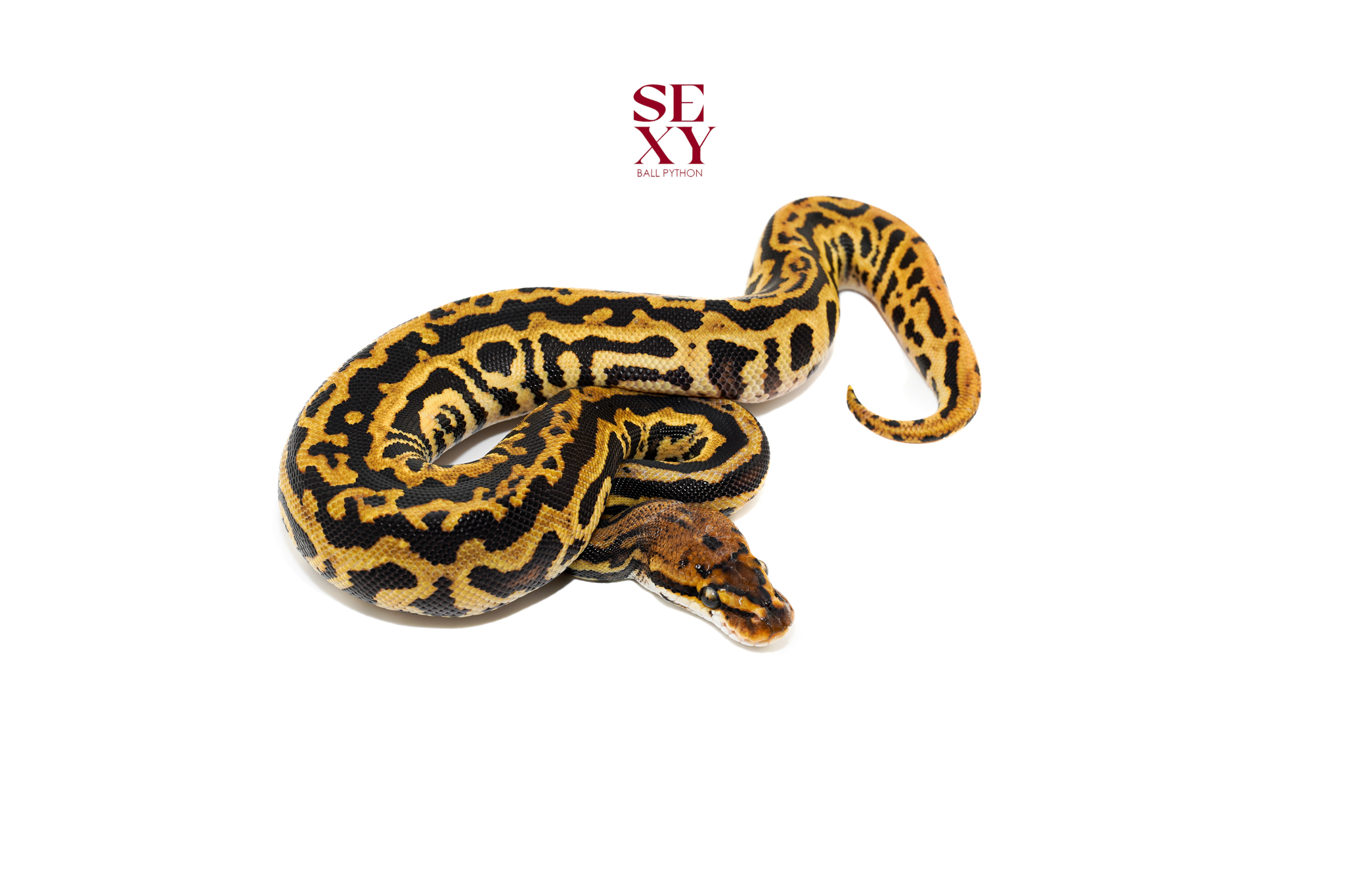 0.1 RH Leopard Spot RS Dinker H Clown 25 16601