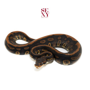 1.0 Stranger Leo YB H Clown 25 16603