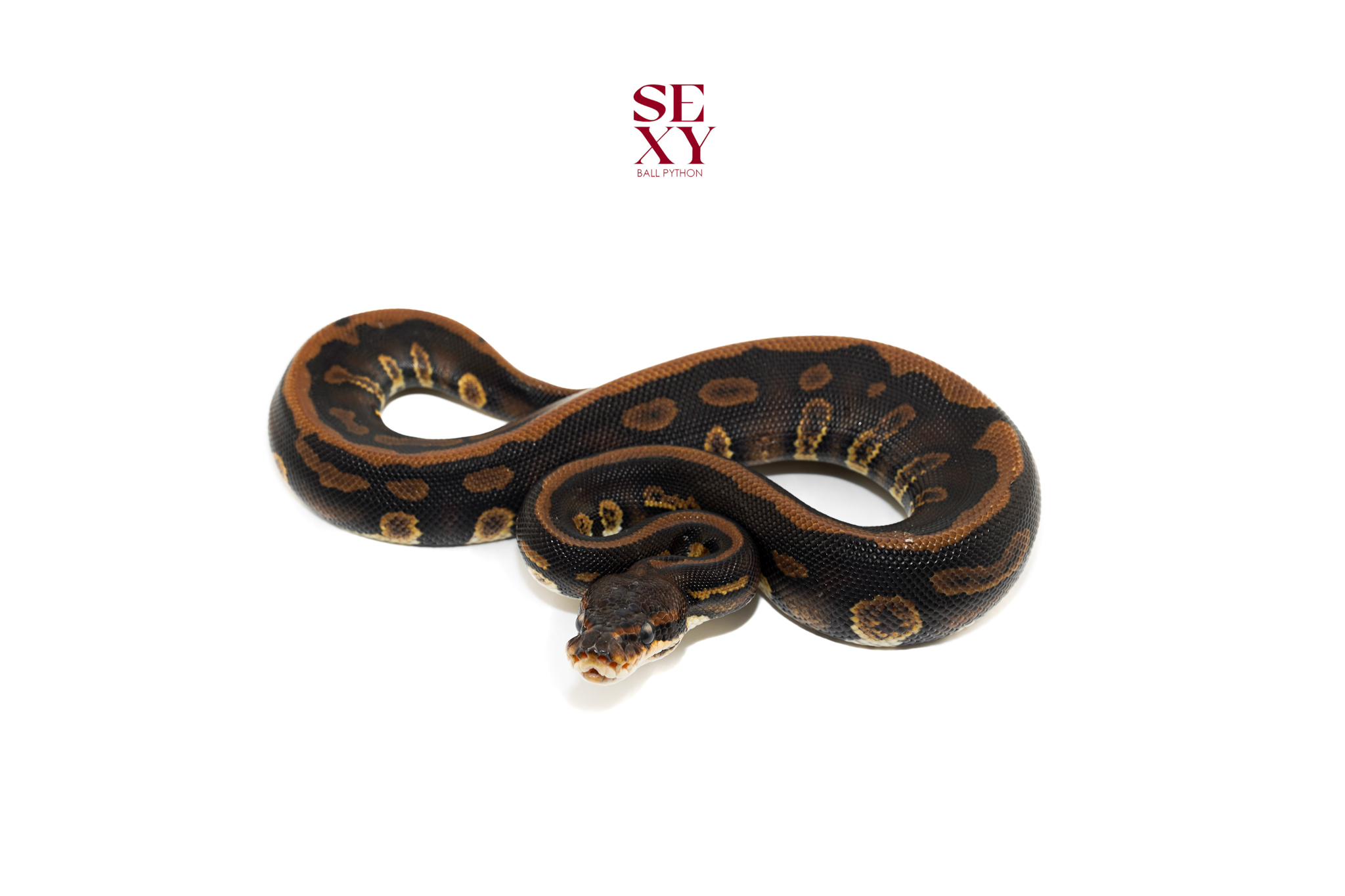 1.0 Stranger Leo YB H Clown 25 16603