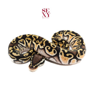 1.0 Hurricane Pas H Clown 25 16616