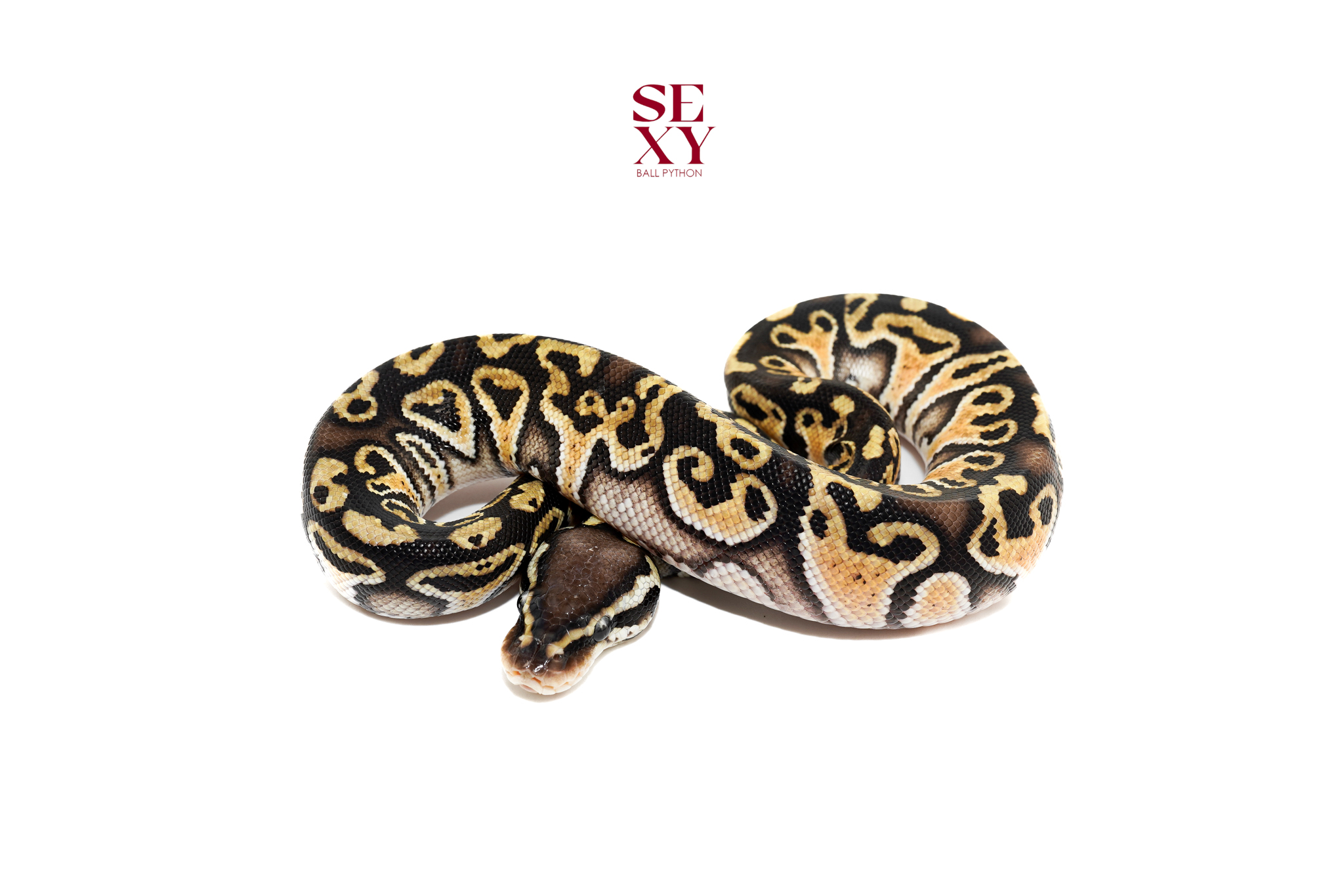 1.0 Hurricane Pas H Clown 25 16616