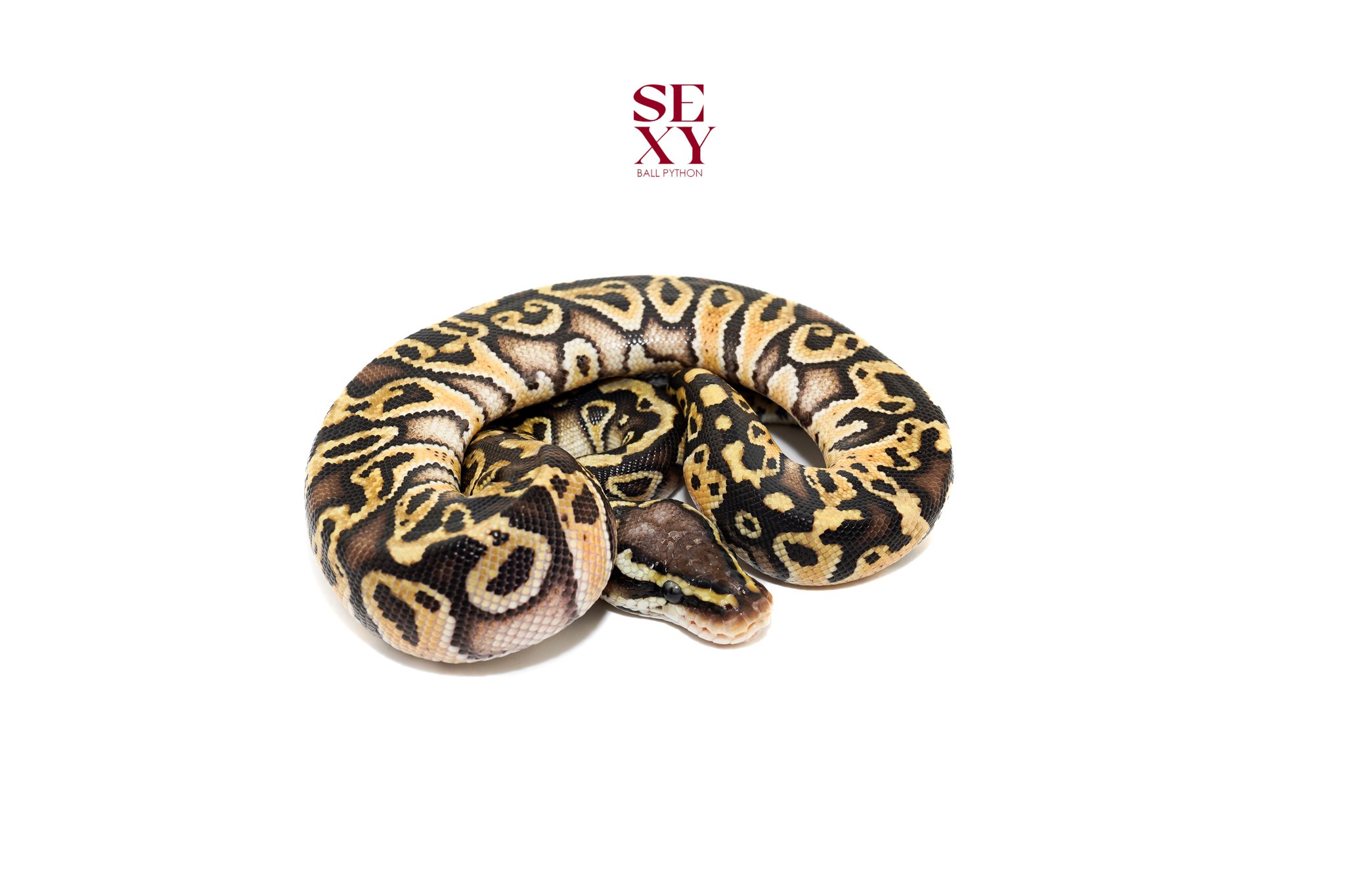 1.0 Hurricane Pas H Clown 25 16617