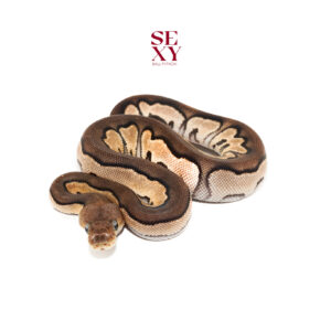 0.1 Chocolate Cinnamon Clown 25 16619