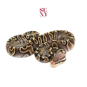 0.1 Chocolate Ghi Pastel H Clown 25 16620