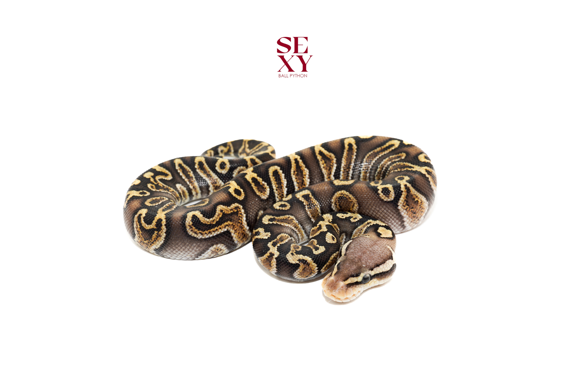 0.1 Chocolate Ghi Pastel H Clown 25 16620