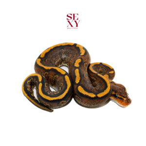 1.0 Stranger Ghi Rs YB H Clown 100% 25 16622