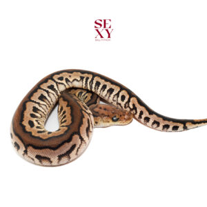 1.0 Cinnamon Spotnose Clown 25 16626