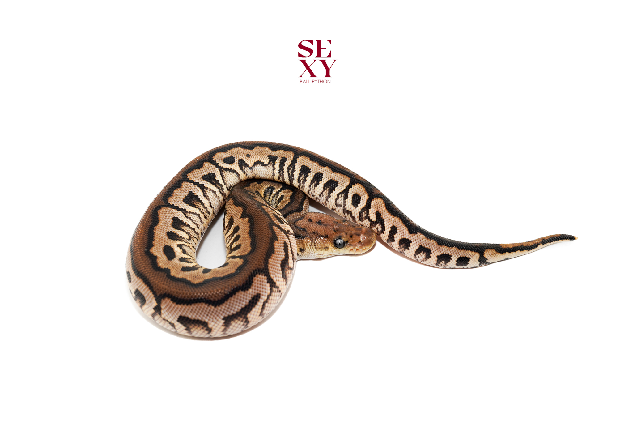 1.0 Cinnamon Spotnose Clown 25 16626