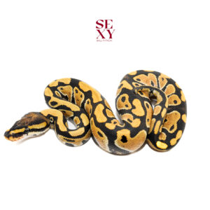 1.0 YB DG H Clown pos H Vpi 25 16627