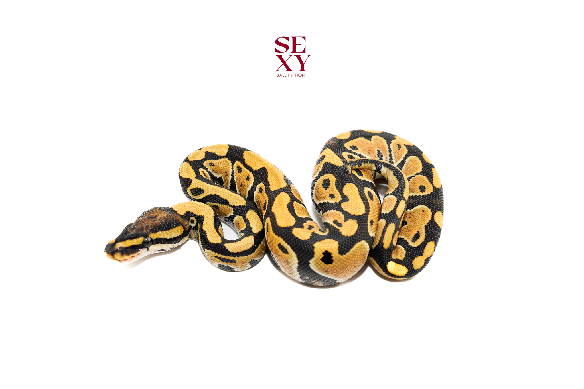 1.0 YB DG H Clown pos H Vpi 25 16627