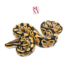 1.0 YB DG H Clown pos H Vpi 25 16628