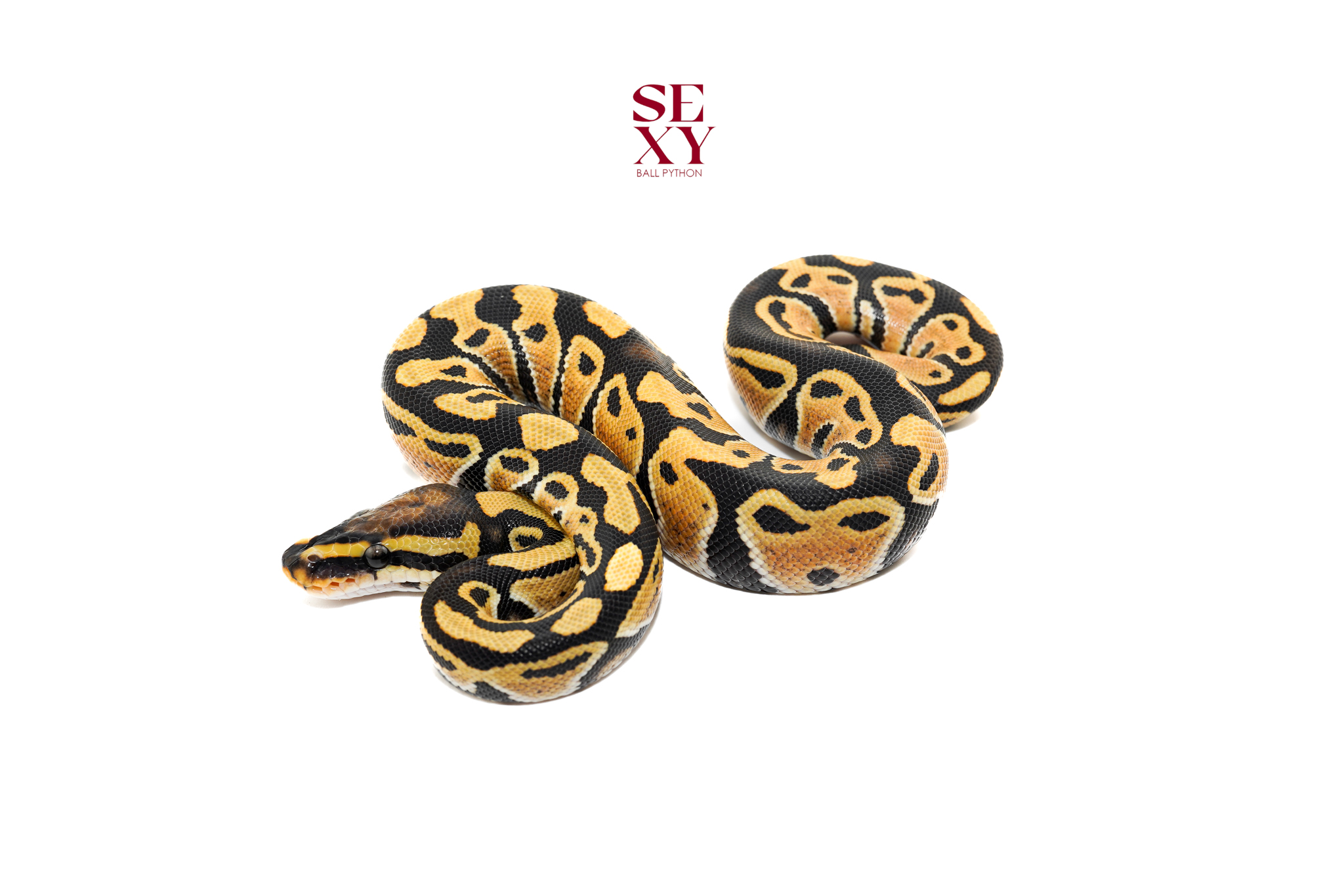 1.0 YB DG H Clown pos H Vpi 25 16628