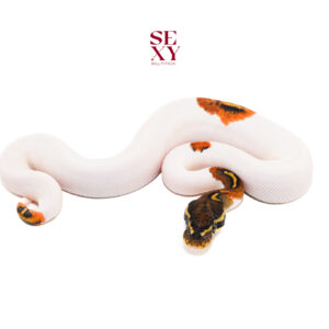 1.0 Hurricane Ghi Pied 25 16632