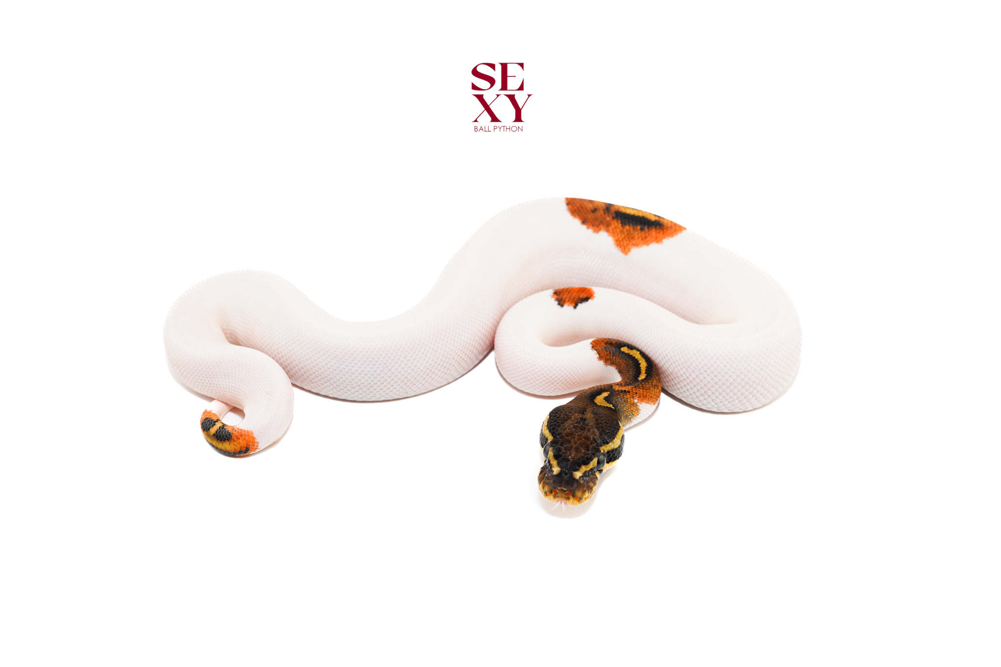 1.0 Hurricane Ghi Pied 25 16632