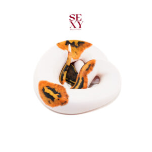 0.1 Hurricane Pied 25 16635