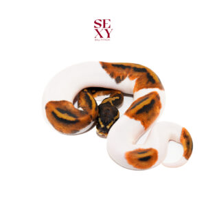 0.1 Ghi Pied 25 16636