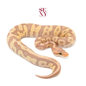 1.0 Banana Leopard Chocolate rs 25