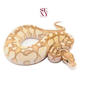 1.0 Banana Lace Butter (FMK) 25