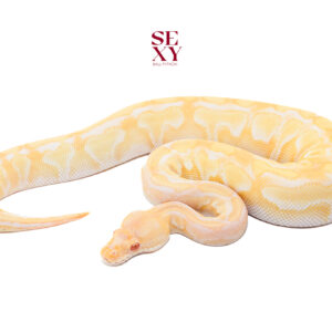 0.1 Butter Albino yb pos trick 25